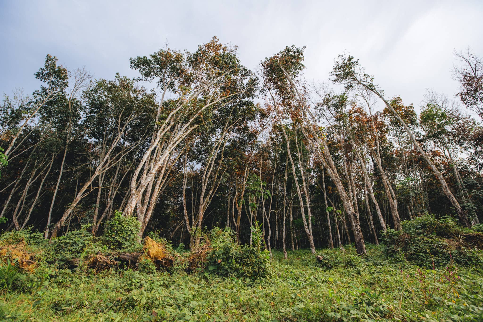 rubber trees cultivation in cote d’ivoire
